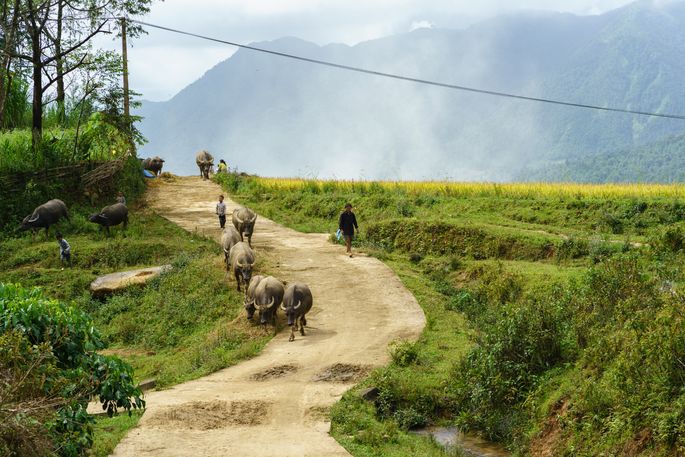 cai lan (2).webp